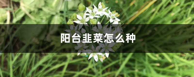 <strong>陽臺(tái)韭菜怎么種</strong>