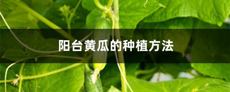 <strong>陽臺(tái)黃瓜的種植方法</strong>