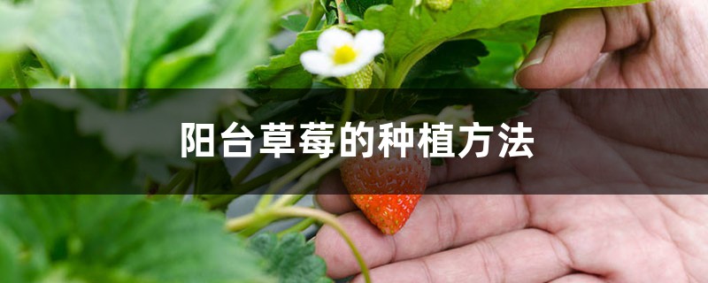 <strong>陽(yáng)臺(tái)草莓的種植方法</strong>