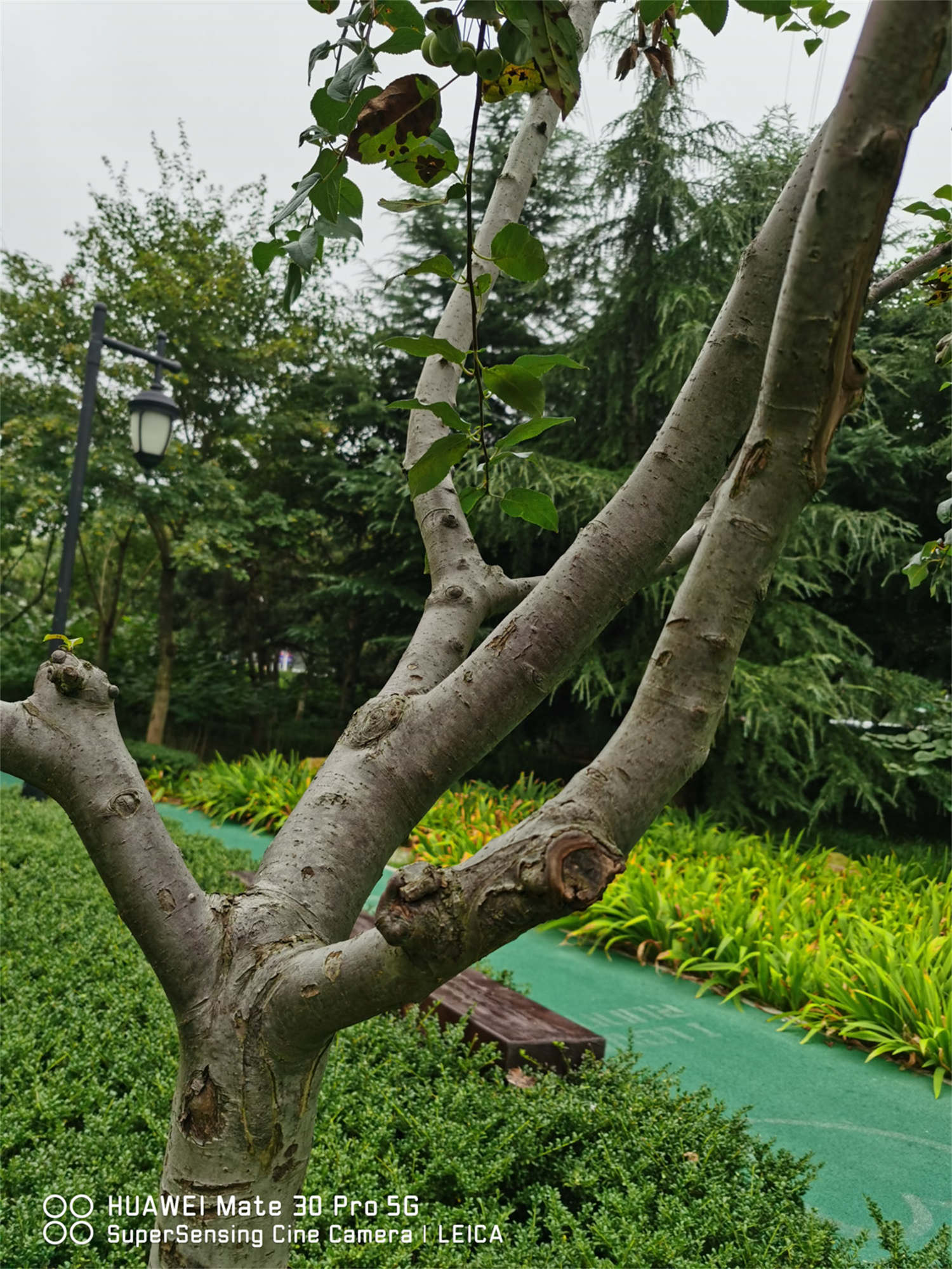 鐵海棠葉子變黃怎么解決，怎么處理