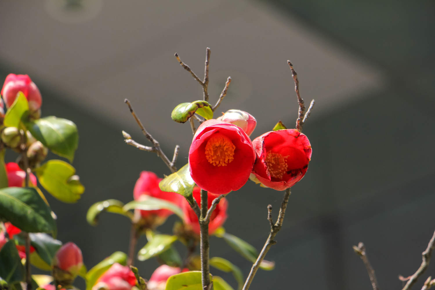 茶花樹(shù)葉子背面發(fā)黃有點(diǎn)卷曲的原因