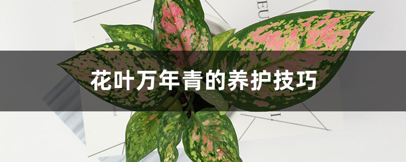 <strong>花葉萬年青的養護技巧</strong>