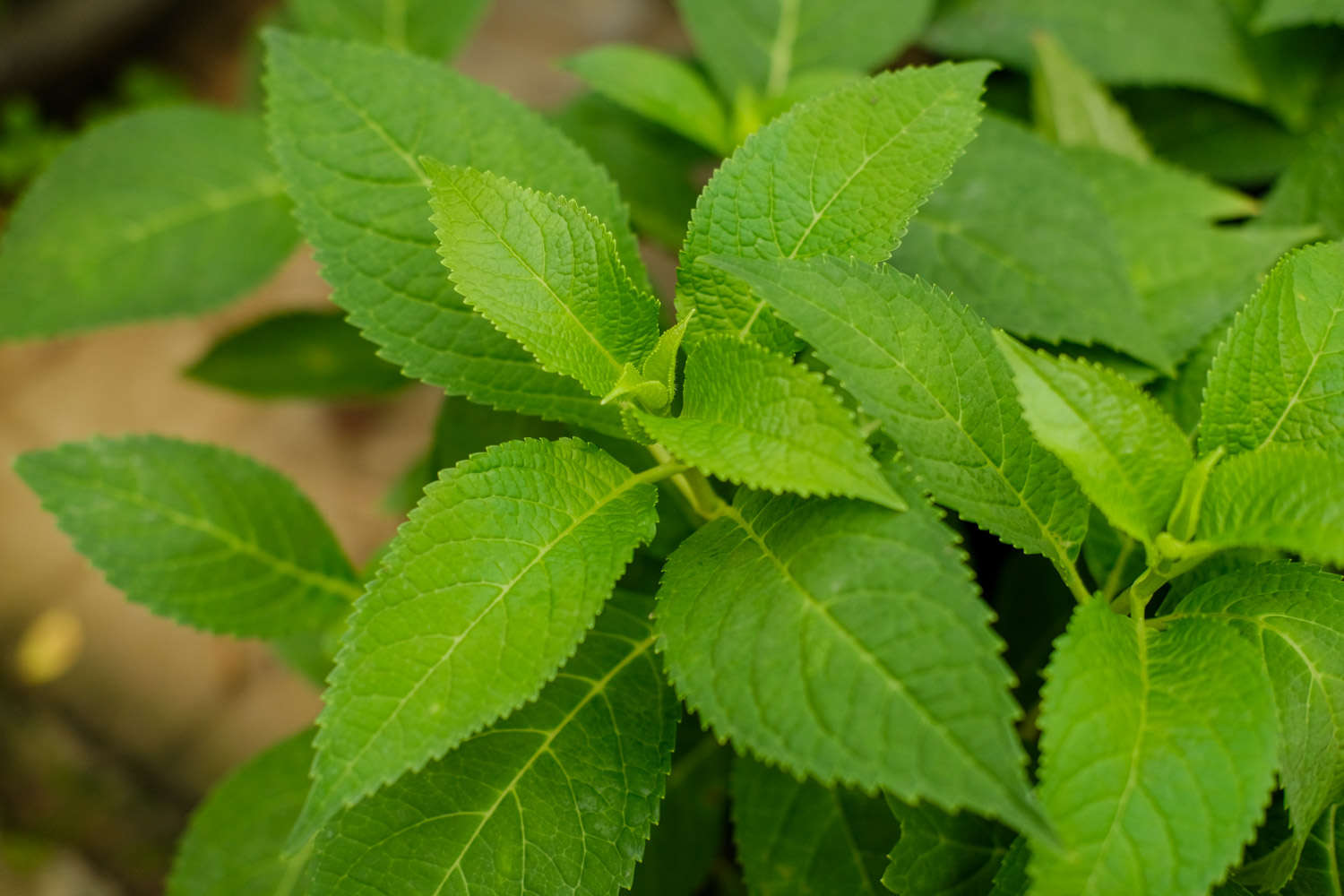 繡球花葉子發(fā)黃怎么解決，怎么處理