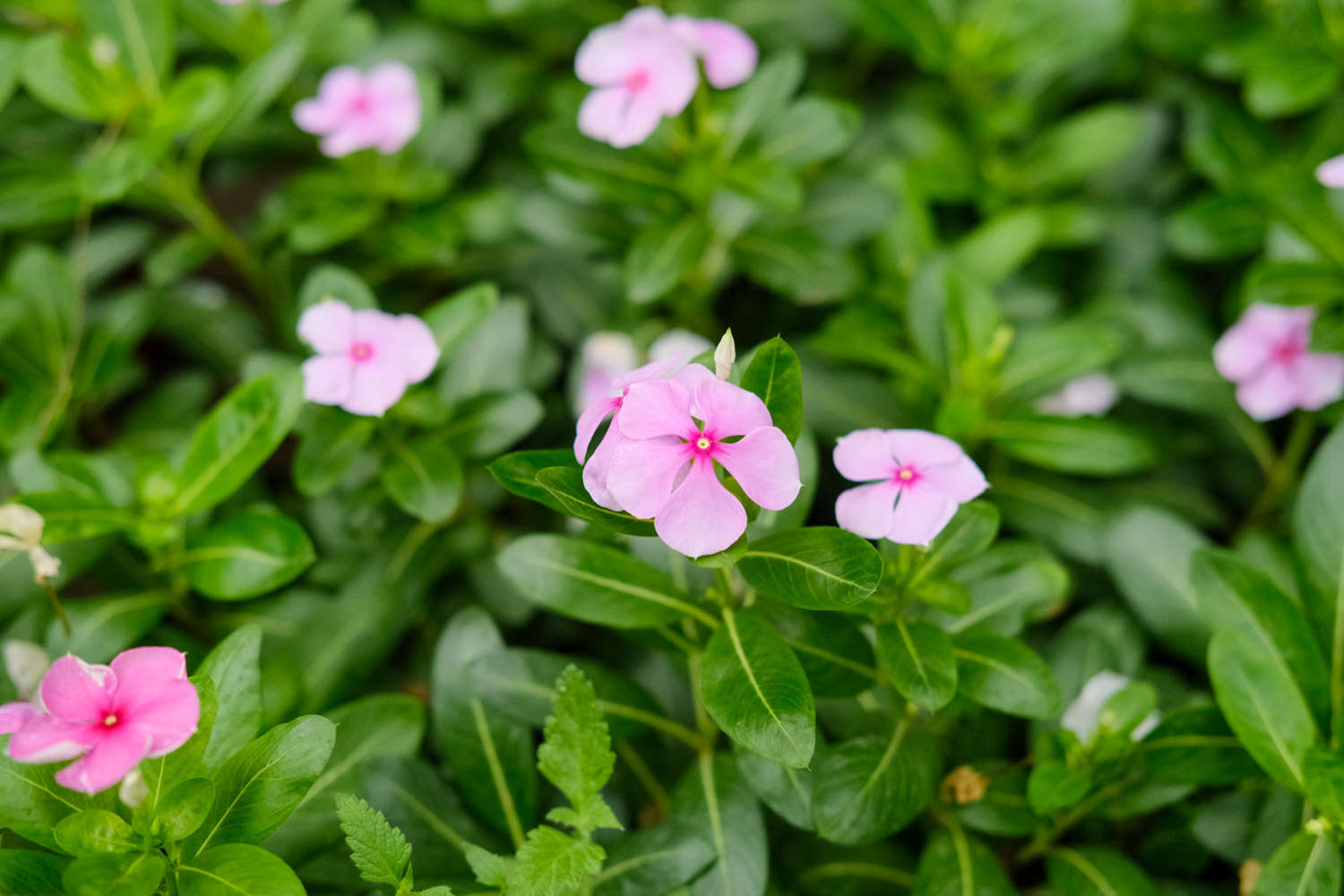 長春花葉子發(fā)黃怎么解決，怎么處理