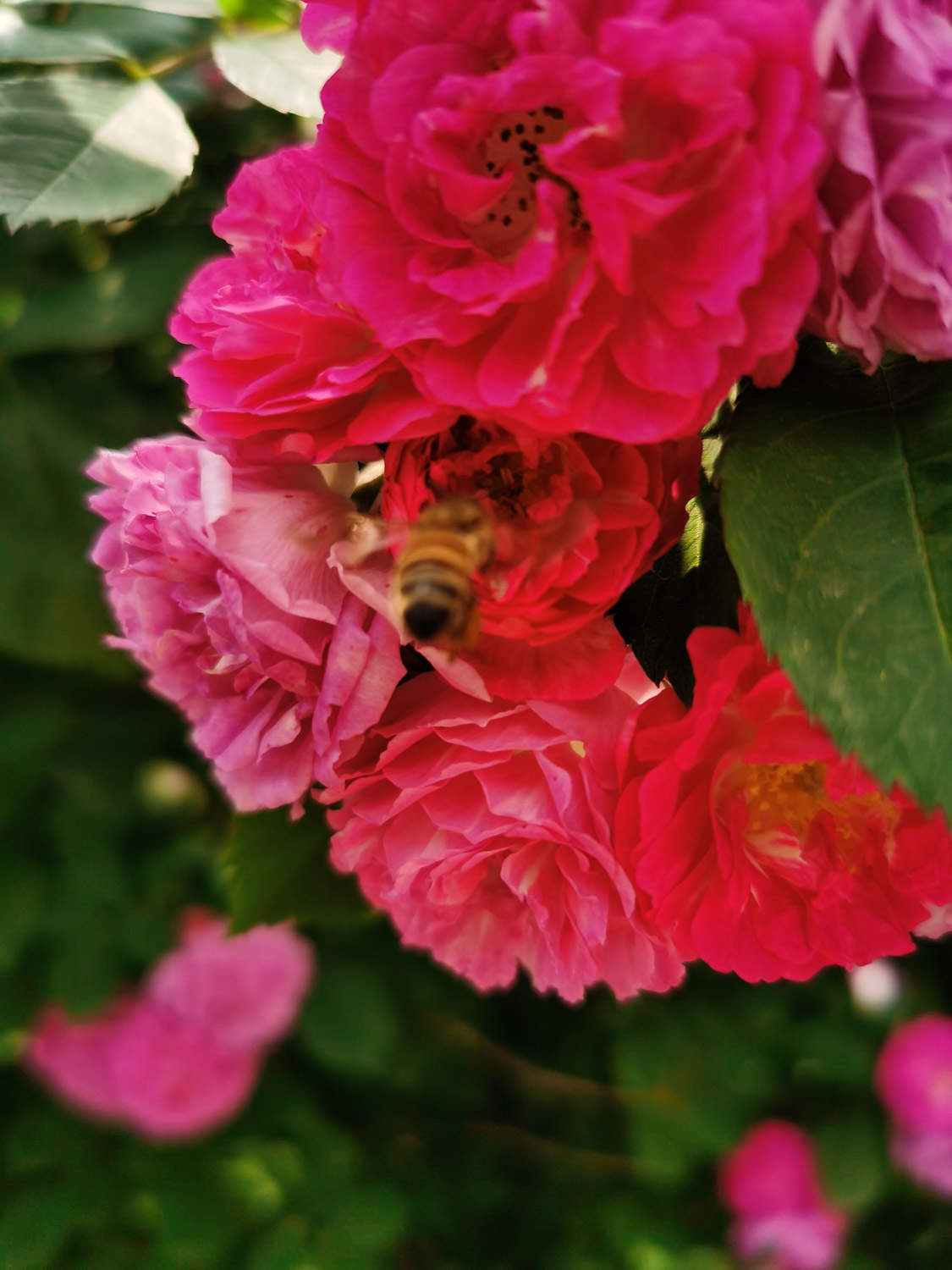 薔薇花葉子發黃怎么解決，怎么處理