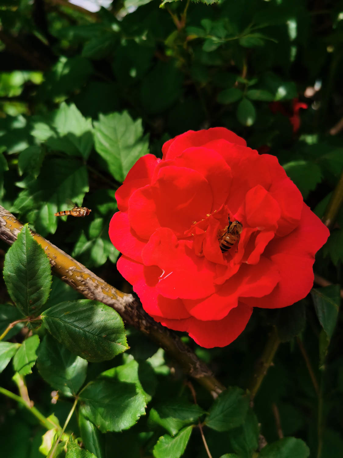 薔薇花葉子發黃怎么解決，怎么處理