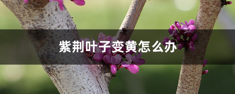 <strong>紫荊葉子變黃怎么解決，怎么處理</strong>