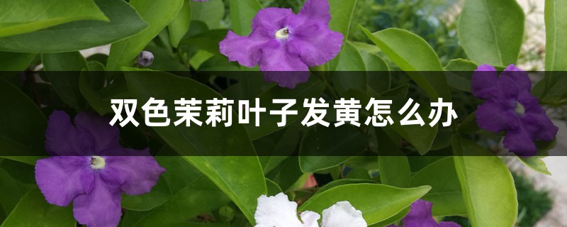 <strong>雙色茉莉葉子發(fā)黃怎么解決，怎么處理</strong>