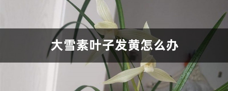 <strong>大雪素葉子發(fā)黃怎么解決，怎么處理</strong>