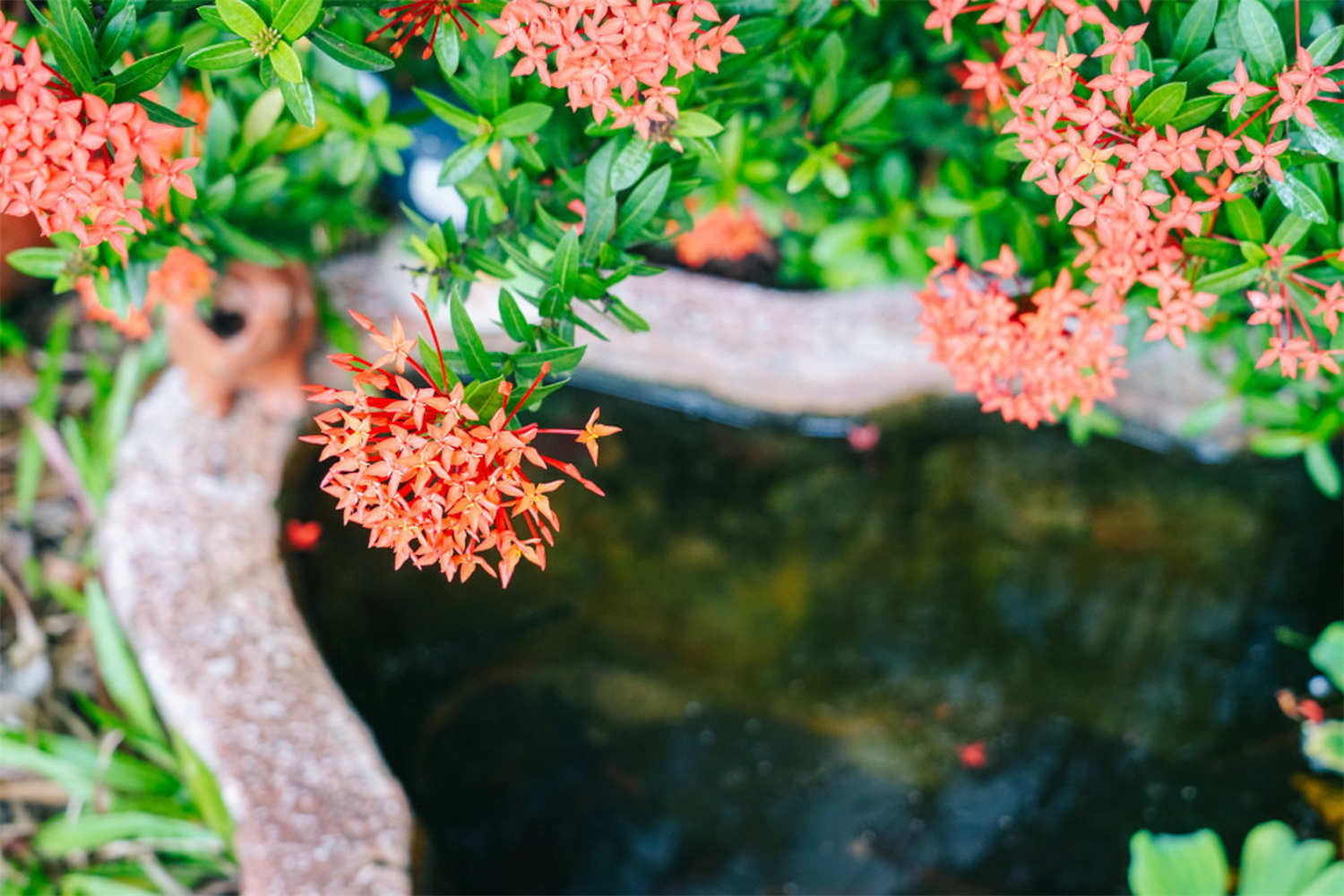 仙丹花不開花，落葉，爛根了怎么解決，怎么處理