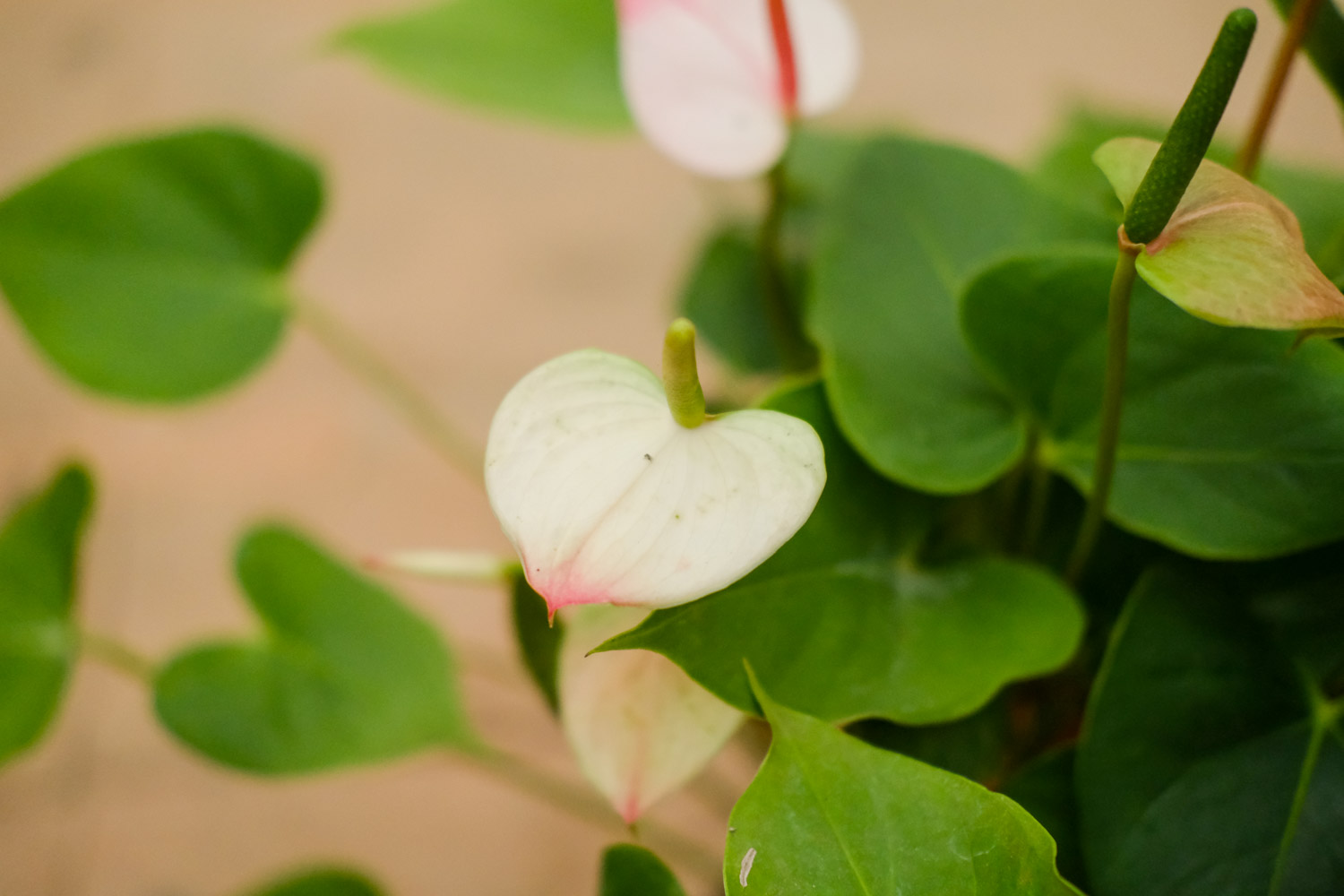 水培紅掌爛根怎么解決，怎么處理