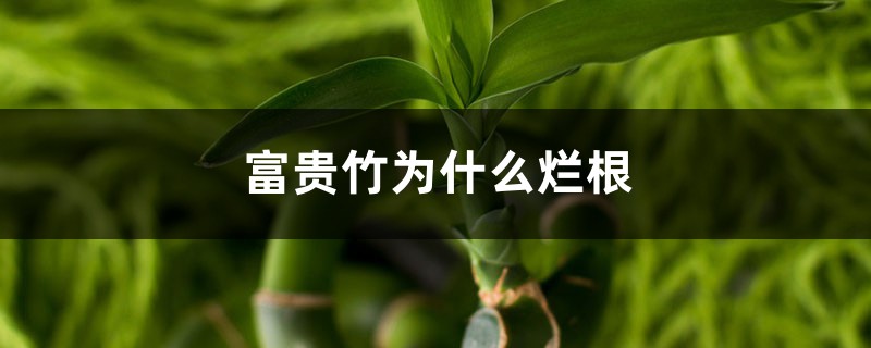 <b>富貴竹為什么爛根，爛根怎么處理</b>