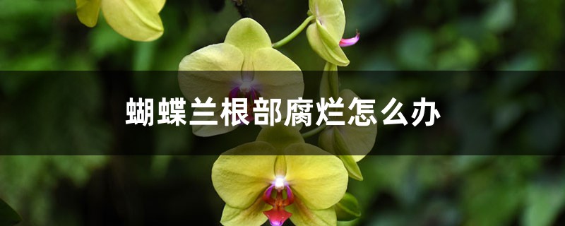 <strong>蝴蝶蘭根部腐爛怎么解決，怎么處理</strong>