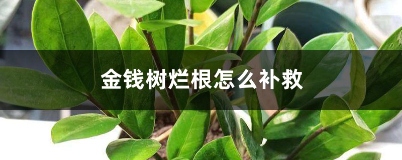 <b>金錢樹爛根怎么補(bǔ)救，爛根不換土行嗎</b>