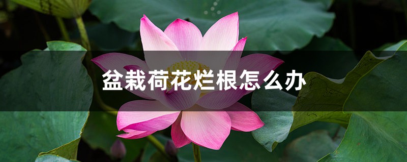 <strong>盆栽荷花爛根怎么解決，怎么處理，盆栽荷花爛根的原因和解決</strong>