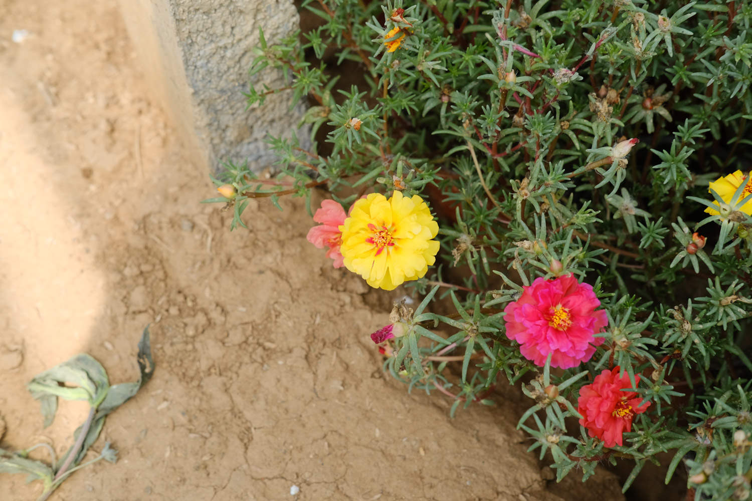 太陽花爛根怎么處理