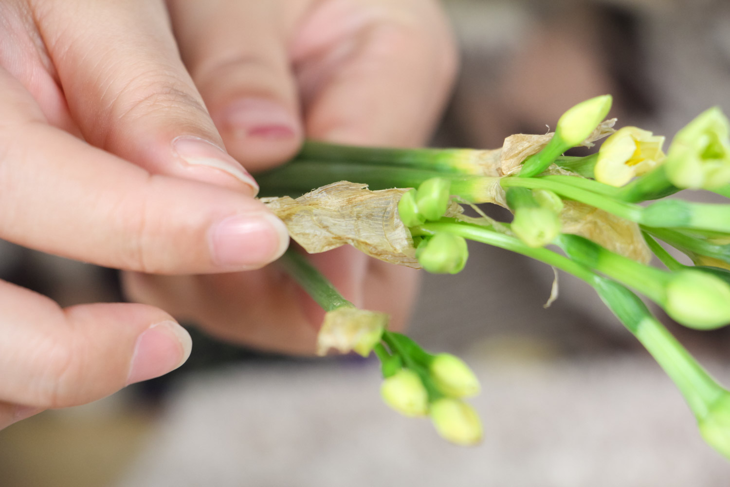 水仙花的蟲害防治方法