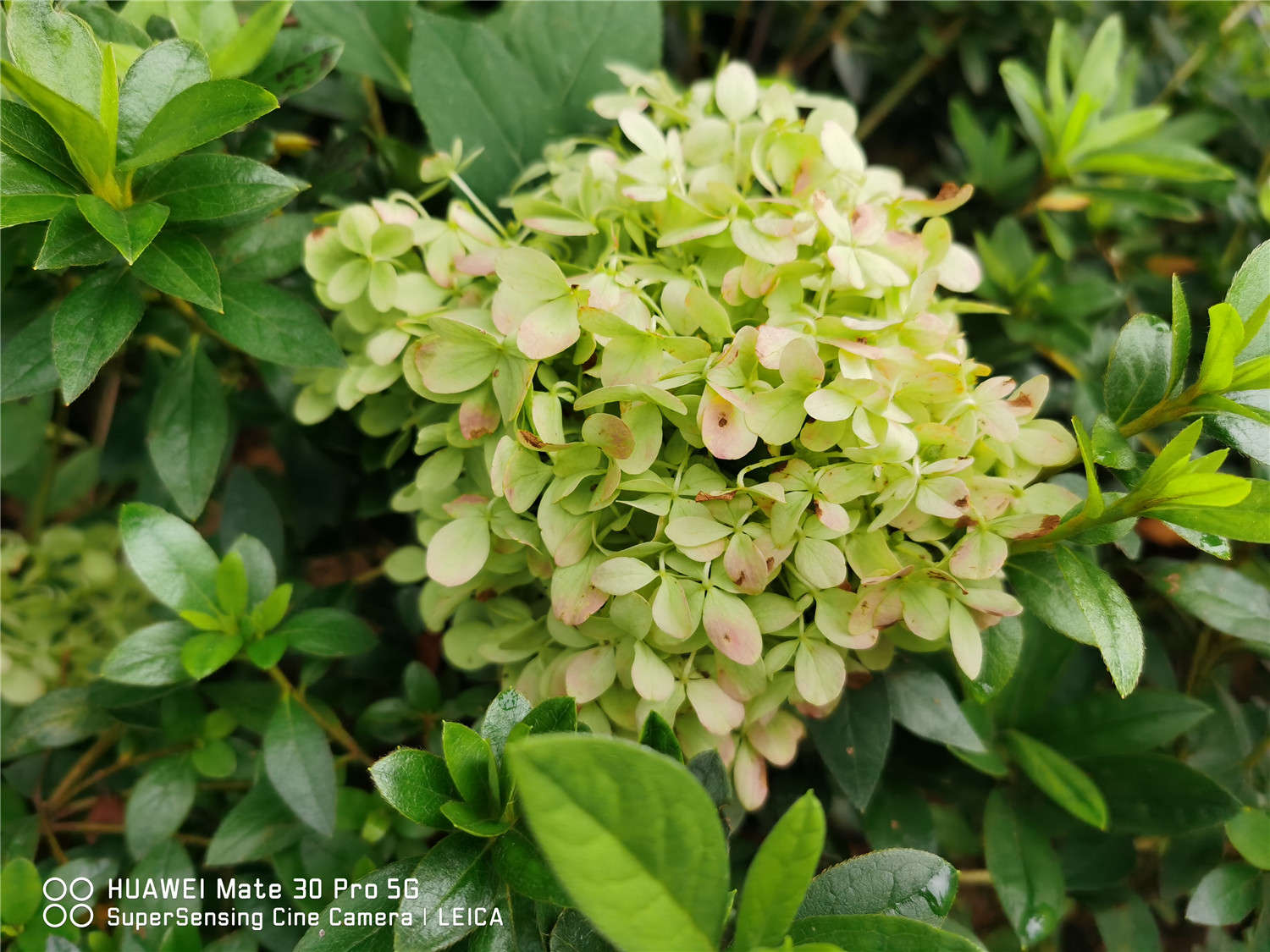 八仙花（繡球花）蟲害防治