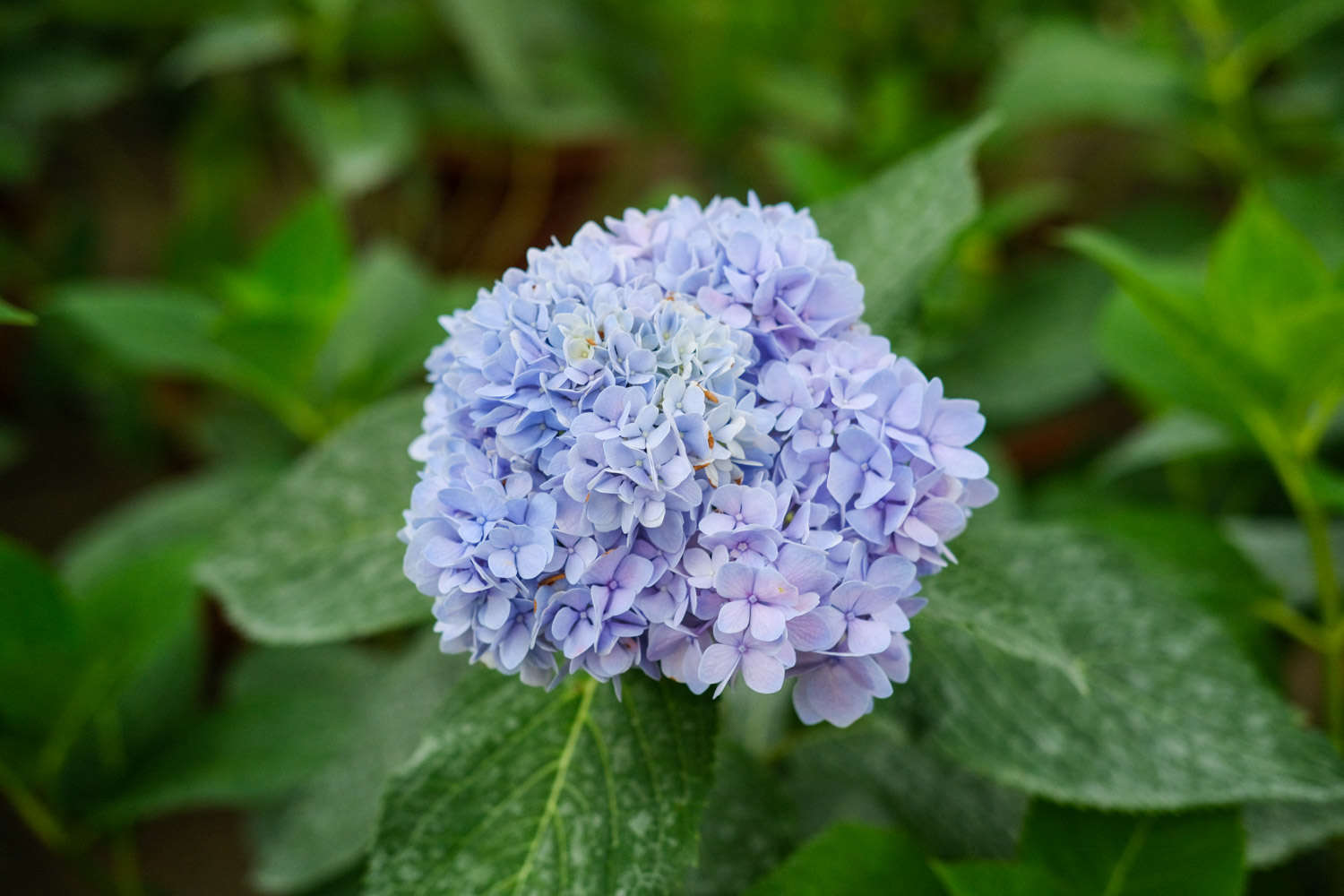 八仙花（繡球花）蟲害防治