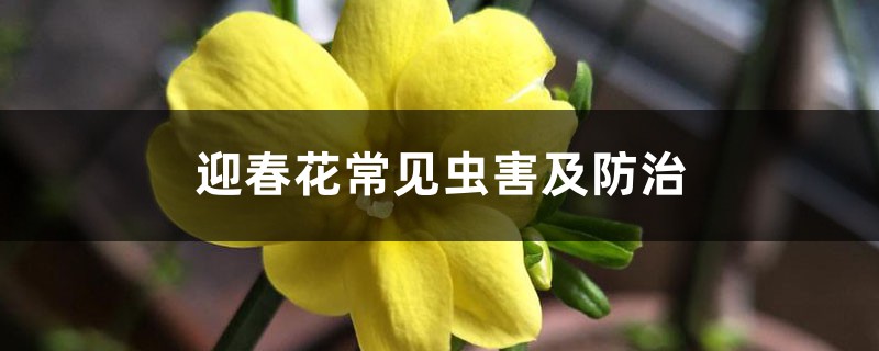 <b>迎春花常見蟲害及防治</b>