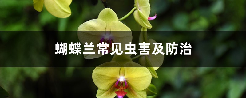 <b>蝴蝶蘭常見蟲害及防治</b>