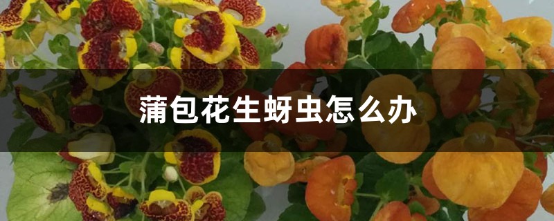 <strong>蒲包花生蚜蟲怎么解決，怎么處理</strong>