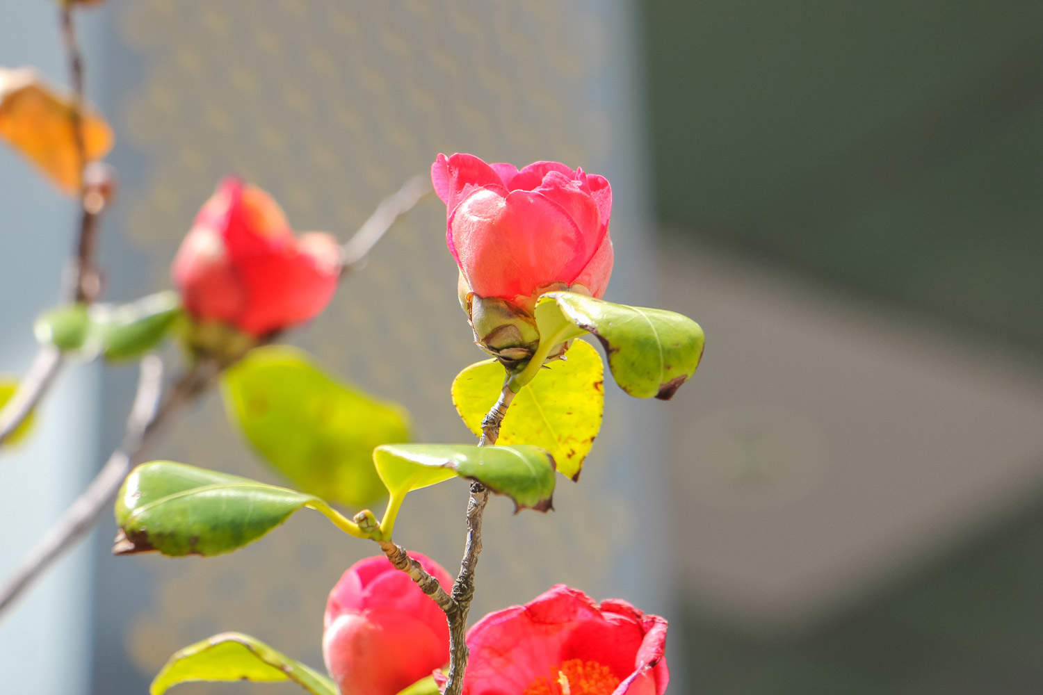 茶花的主要蟲害及其防治