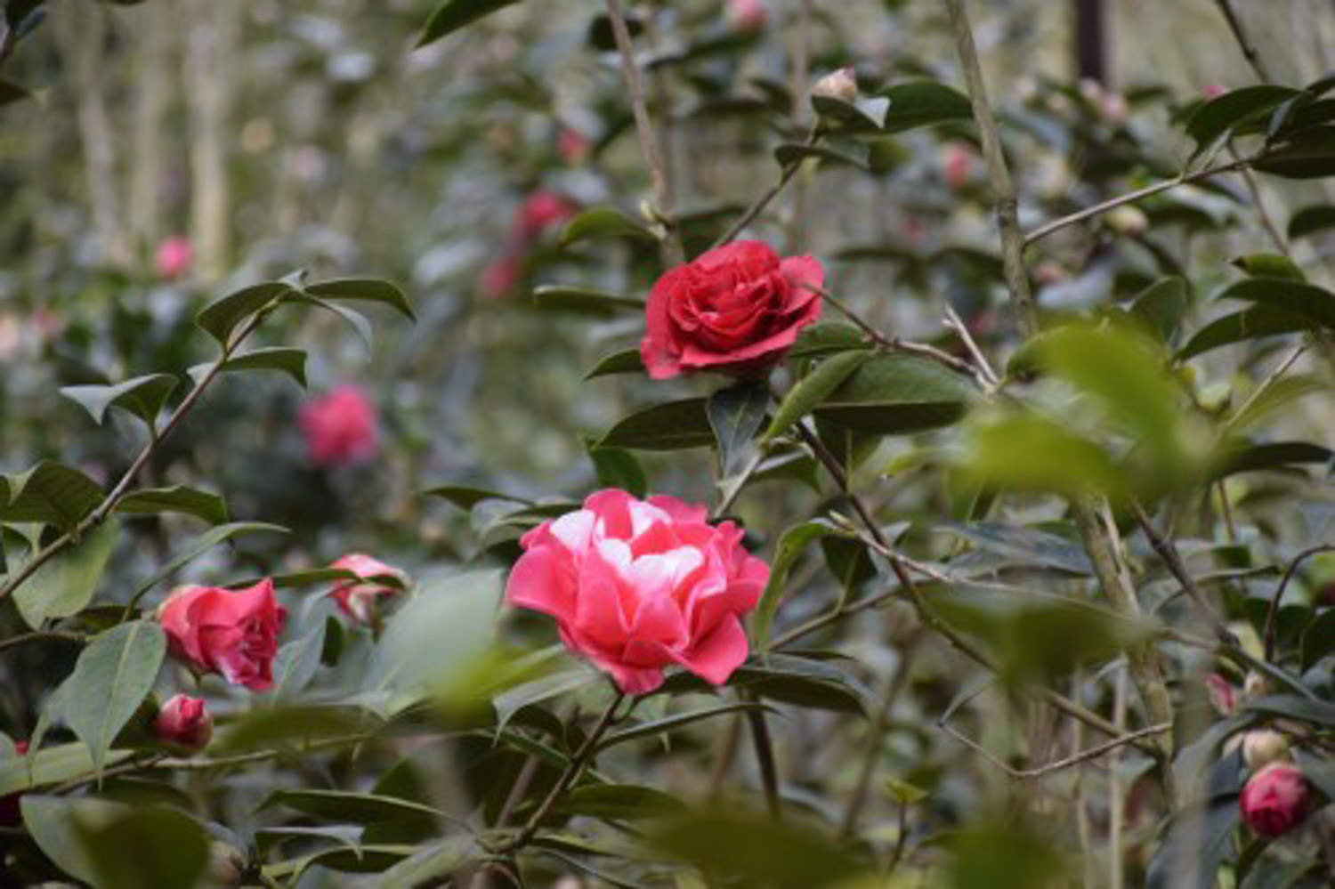 茶花的主要蟲害及其防治