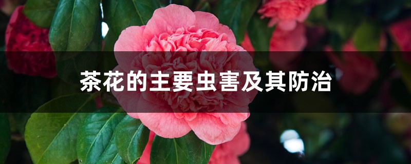 <strong>茶花的主要蟲(chóng)害及其防治</strong>