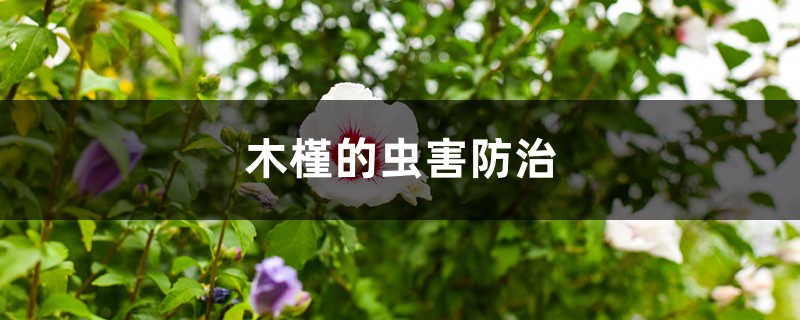 <strong>木槿的蟲害防治</strong>