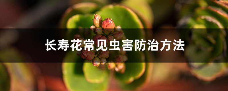 <b>長壽花常見蟲害防治方法</b>