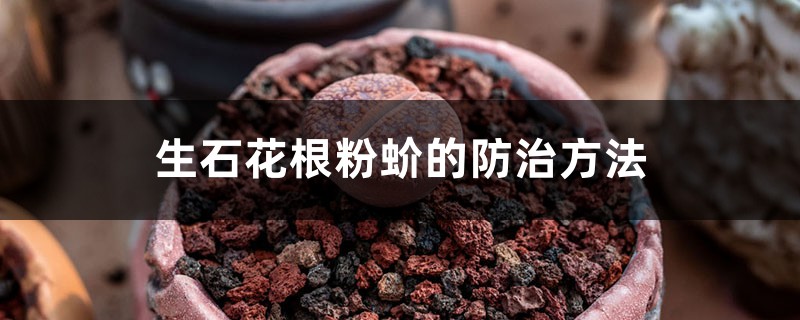 <b>生石花根粉蚧的防治方法</b>