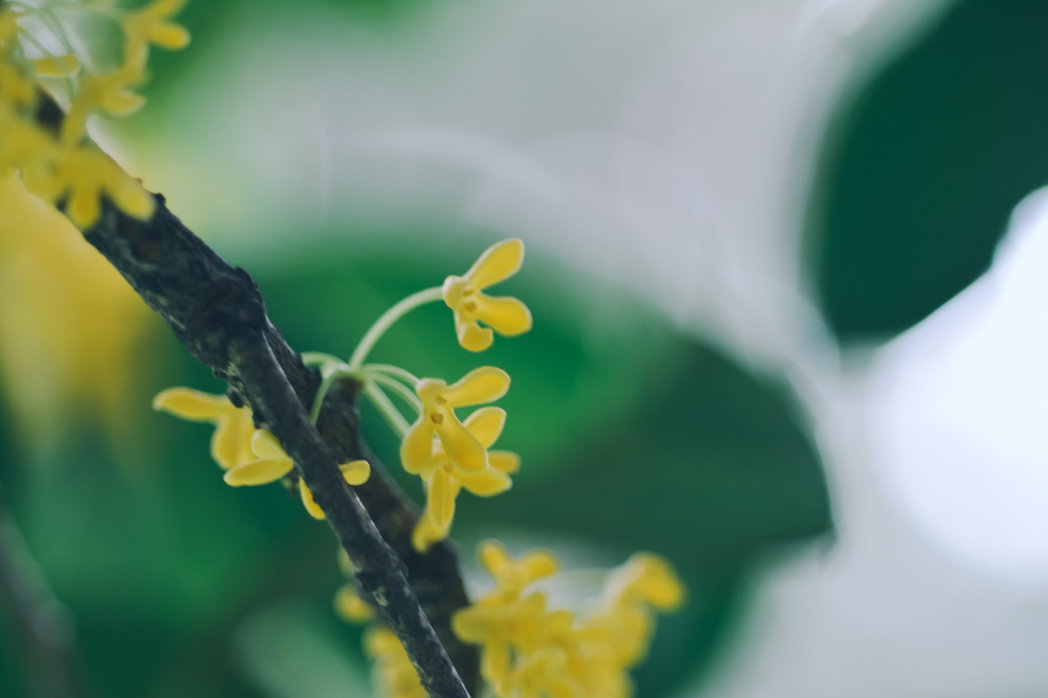 桂花的蟲害防治