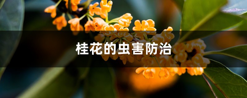 <strong>桂花的蟲害防治</strong>