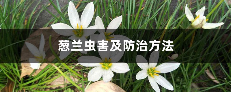 <strong>蔥蘭蟲(chóng)害及防治方法</strong>