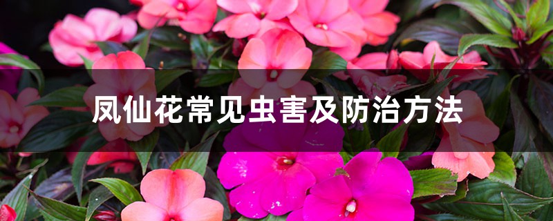 <b>鳳仙花常見蟲害及防治方法</b>