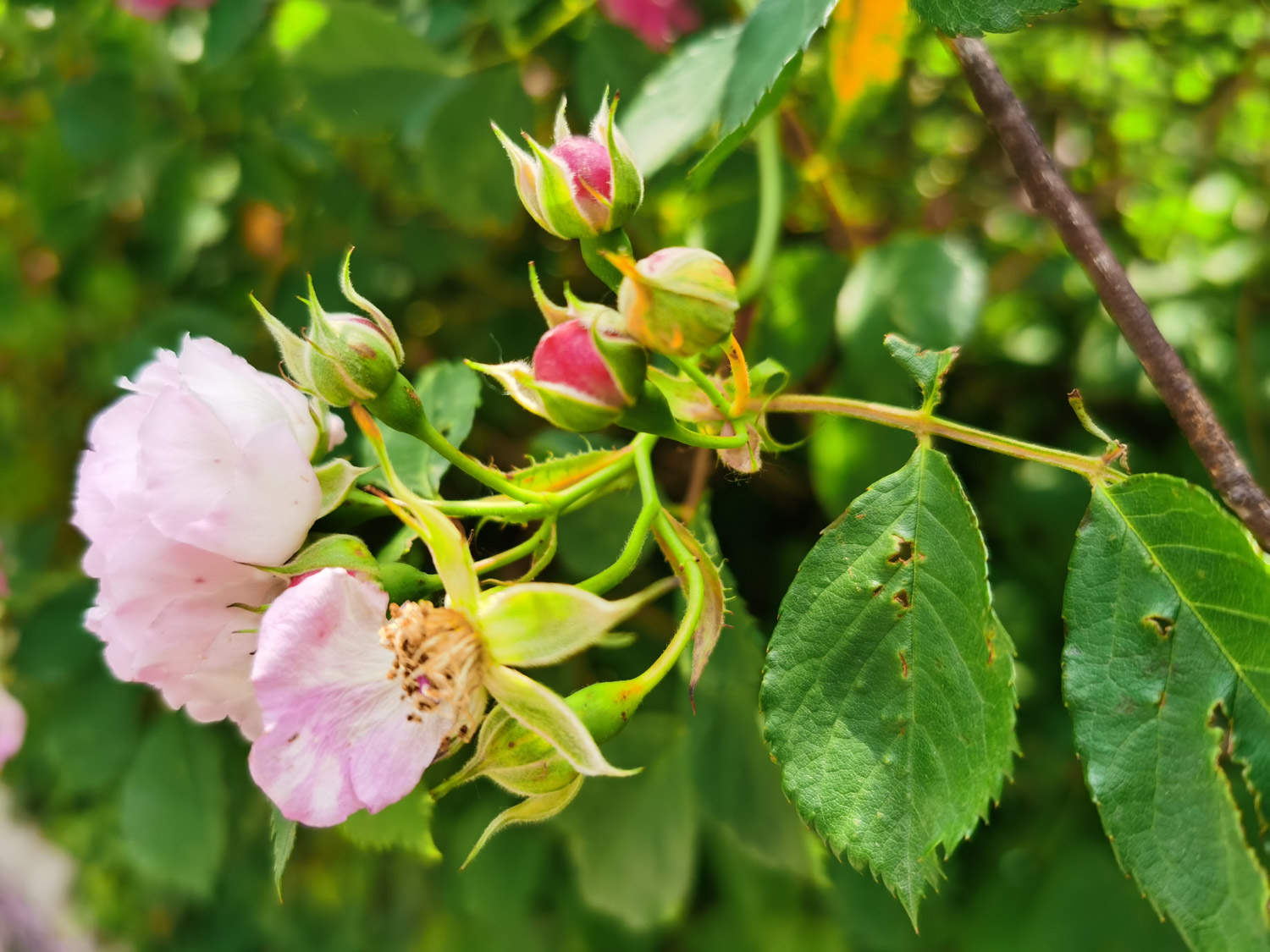 薔薇花蟲害及防治方法