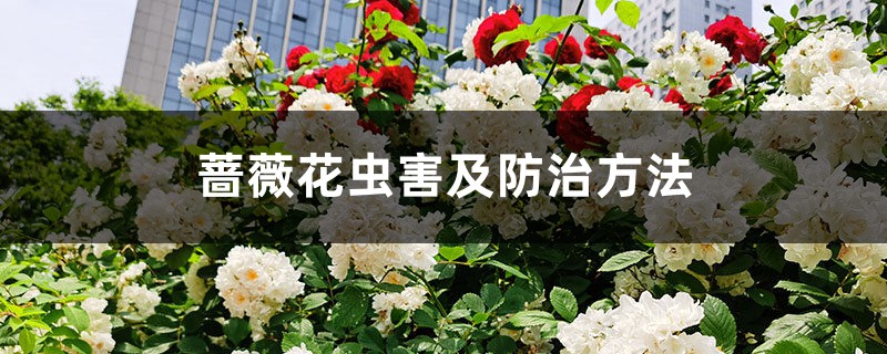 <strong>薔薇花蟲害及防治方法</strong>