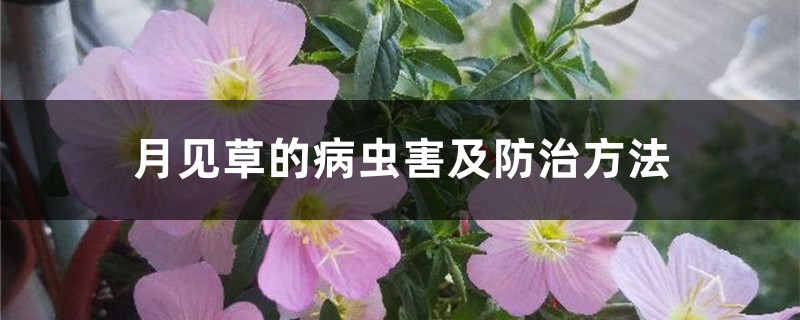 <strong>月見草的病蟲害及防治方法</strong>