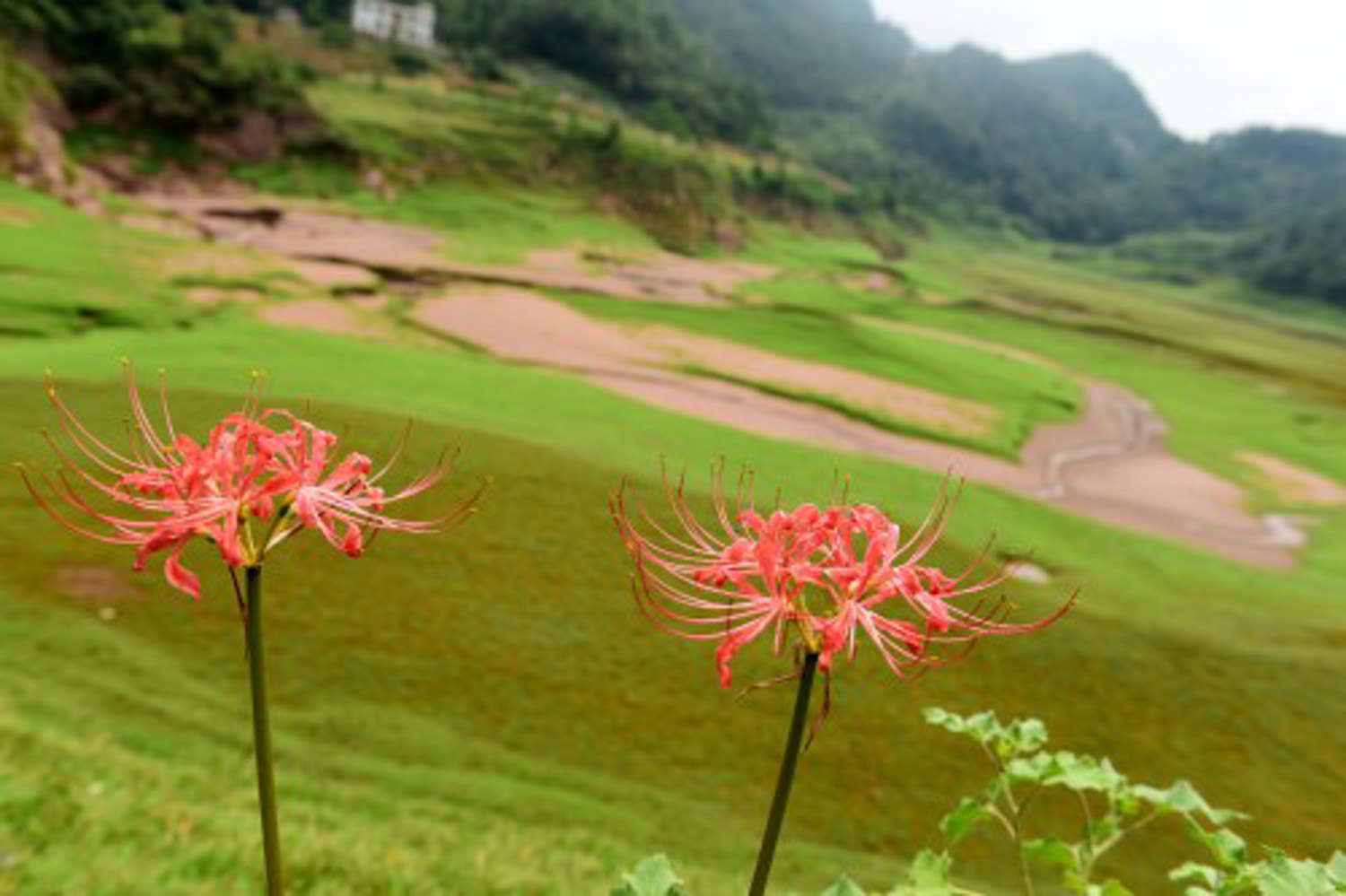 彼岸花的病蟲害及防治方法