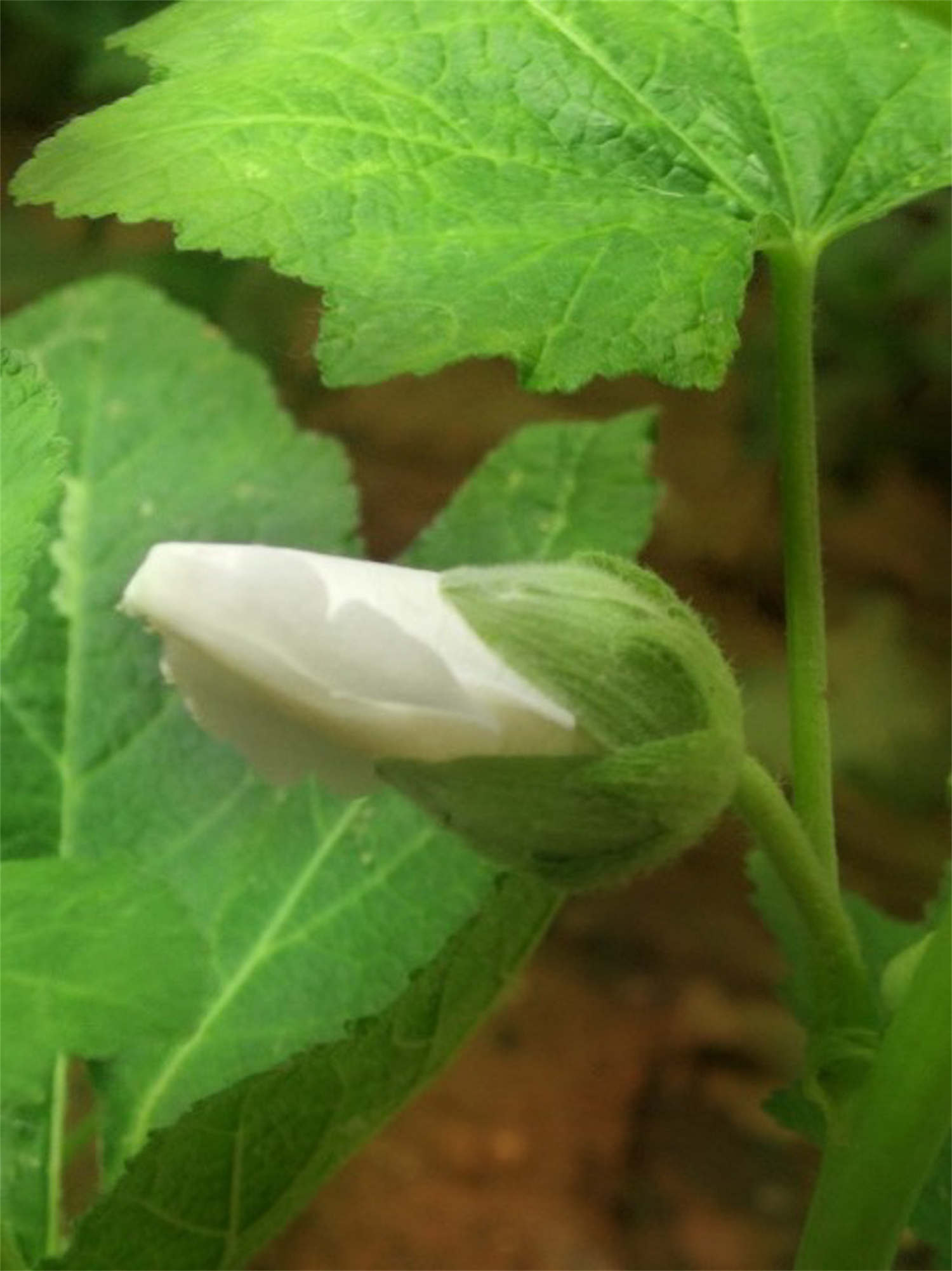 蜀葵的蟲害及防治方法