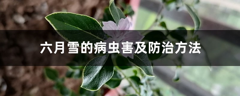 <b>六月雪的病蟲害及防治方法</b>