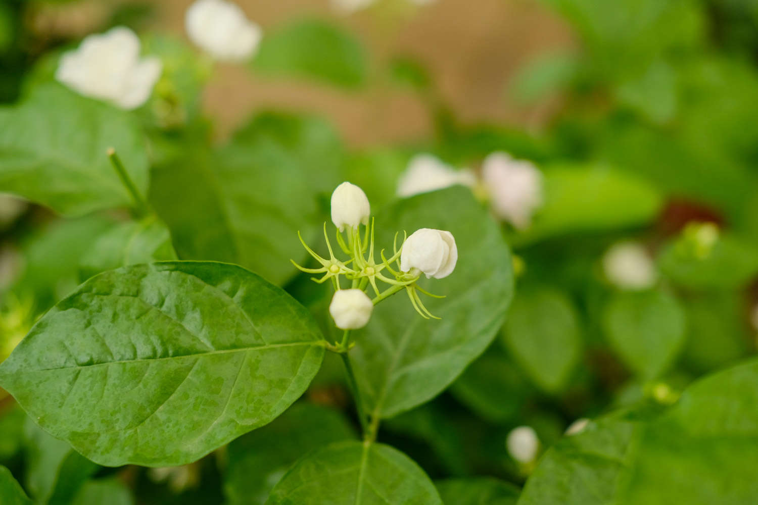 茉莉花常見的病蟲害及其防治方法