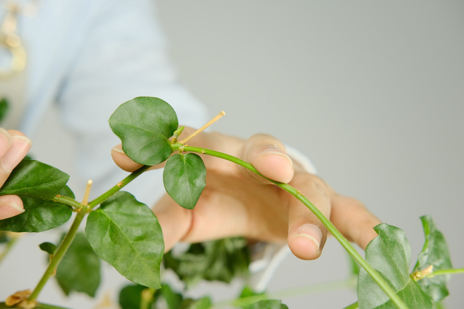 茉莉花常見的病蟲害及其防治方法