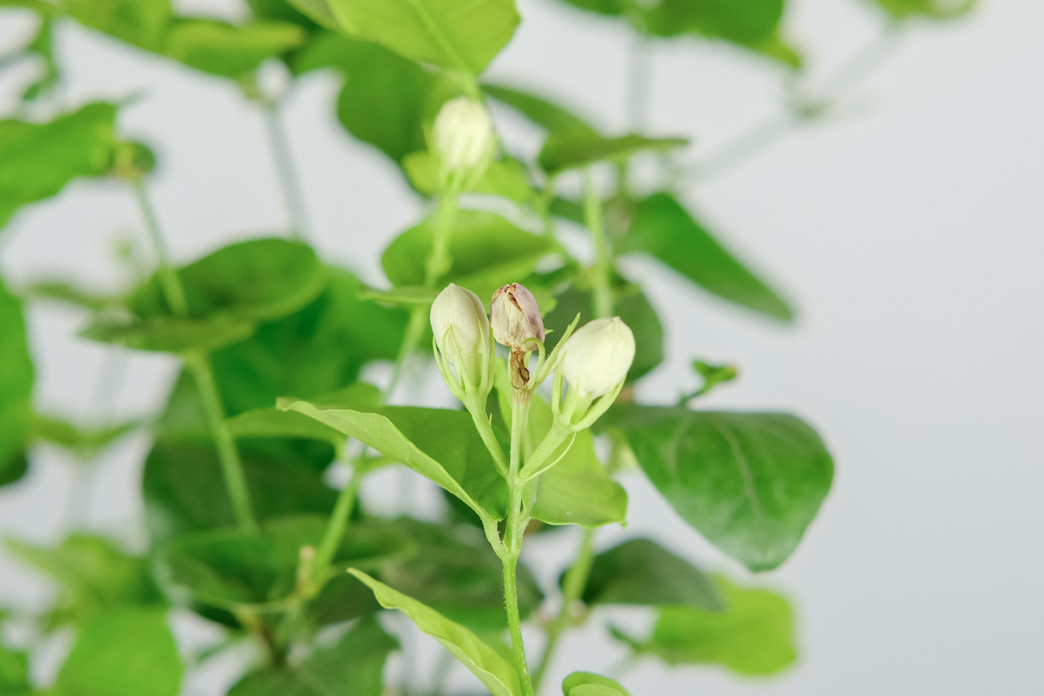 茉莉花常見的病蟲害及其防治方法