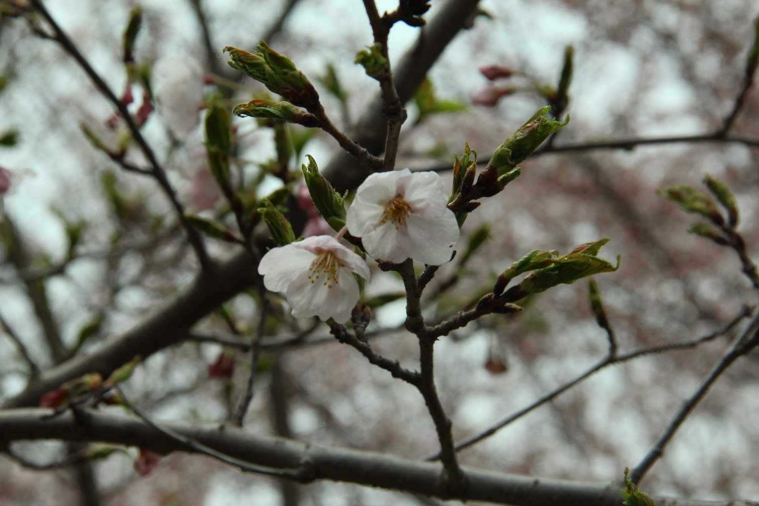 櫻花的蟲(chóng)害及其防治