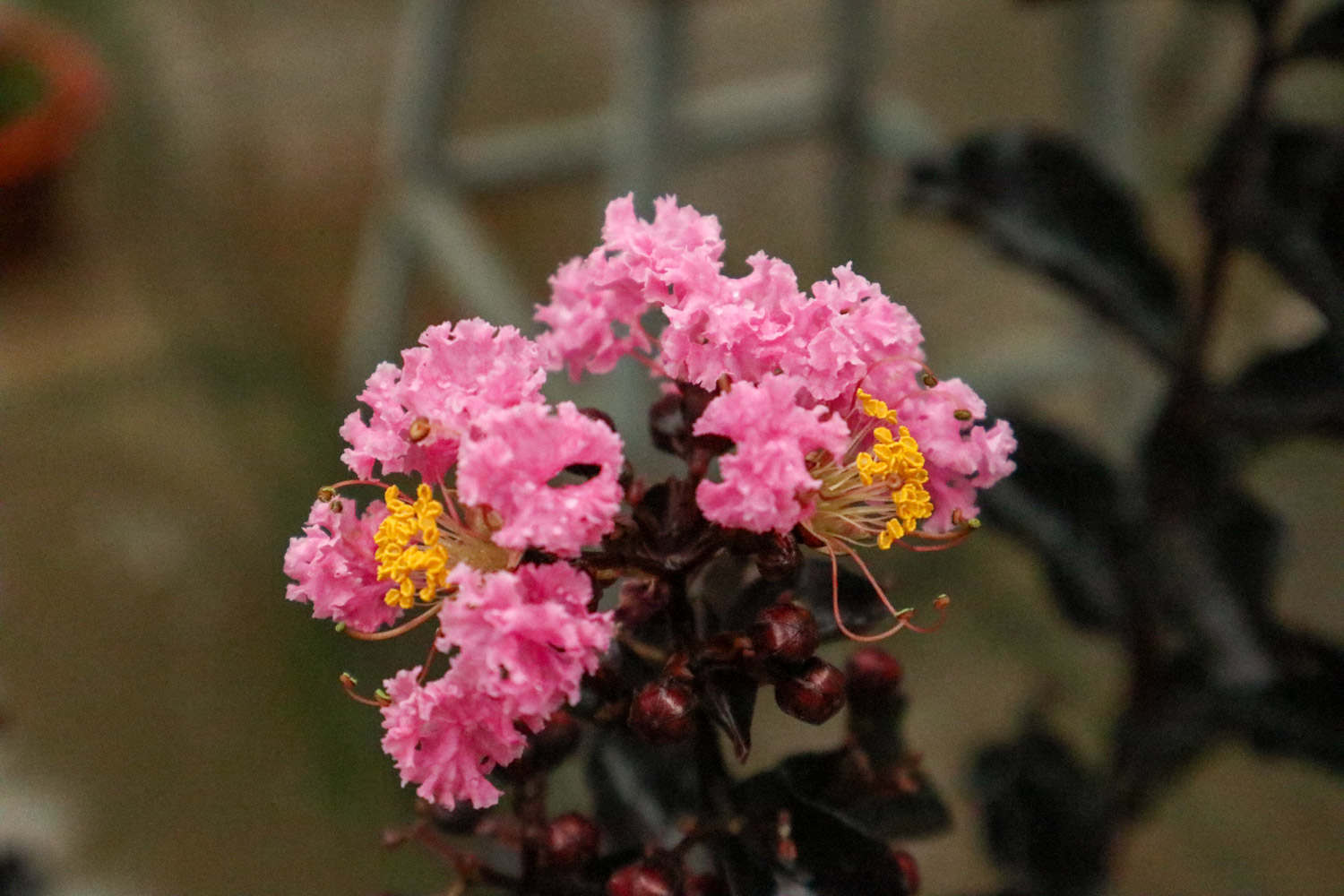 紫薇花的常見(jiàn)蟲(chóng)害及防治方法