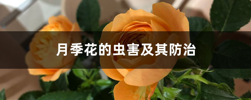 <strong>月季花的蟲害及其防治</strong>