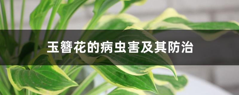 <strong>玉簪花的病蟲害及其防治</strong>