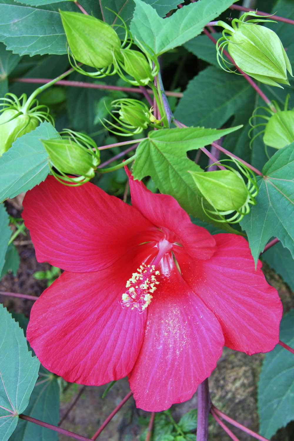 木芙蓉花的病蟲害及其防治